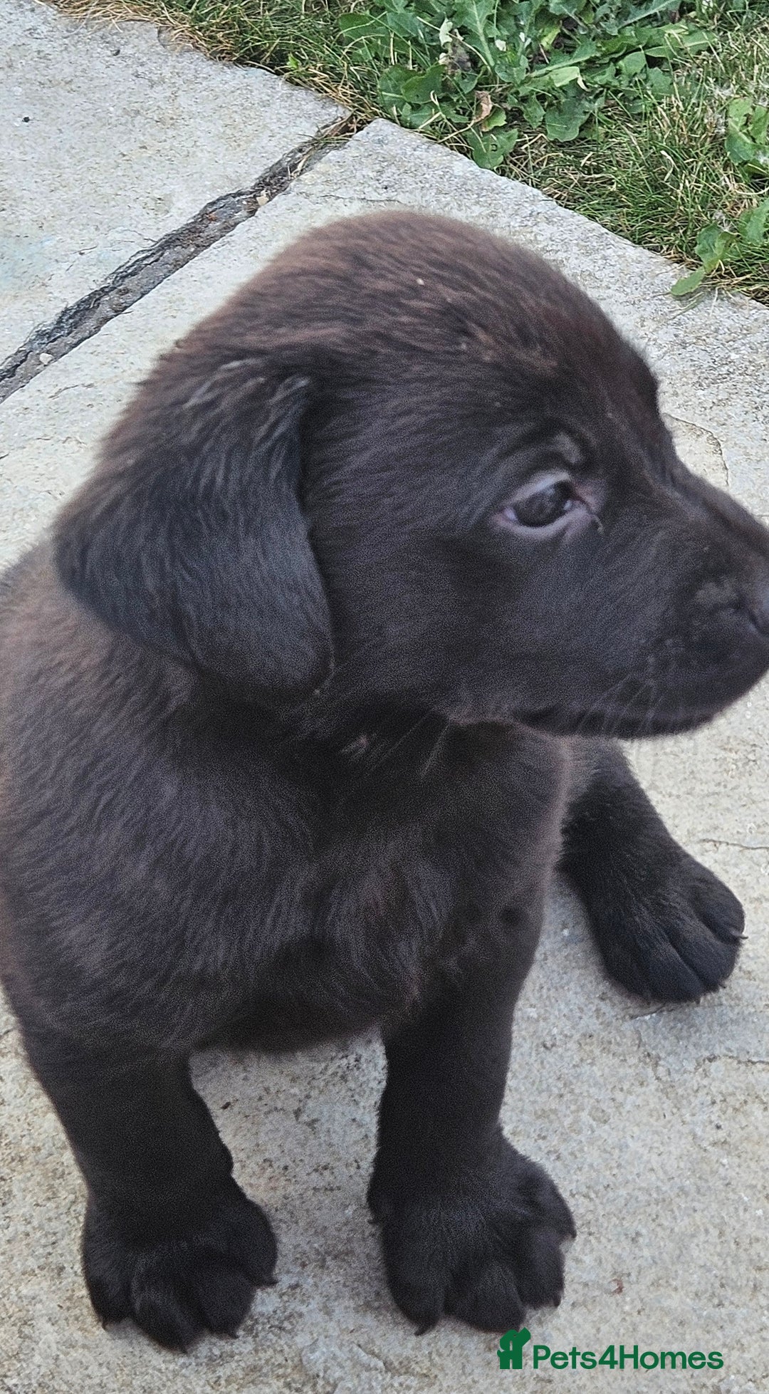 Labrador Retriever dogs for sale: Black Labrador Puppies for sale - Image 2