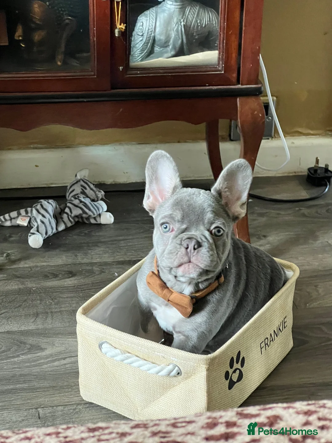 French Bulldog dogs for sale: I need a home for my 3 month pedigree boy Frankie in Benfleet - Advert 2