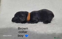 Cavapoo dogs for sale: Stunning litter of cavapoos - Image 26