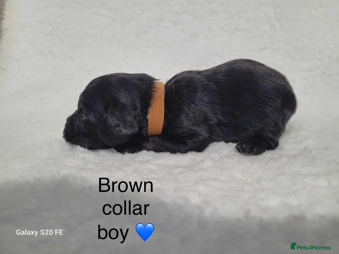 Cavapoo dogs for sale: Stunning litter of cavapoos - Image 26