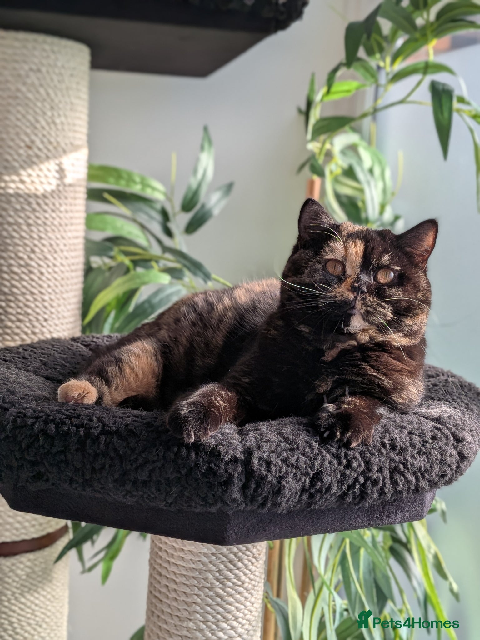 British Shorthair cats British Shorthair  - Advert 17