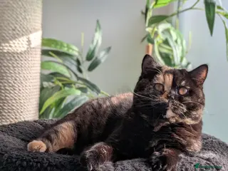 British Shorthair cats British Shorthair - Advert 17