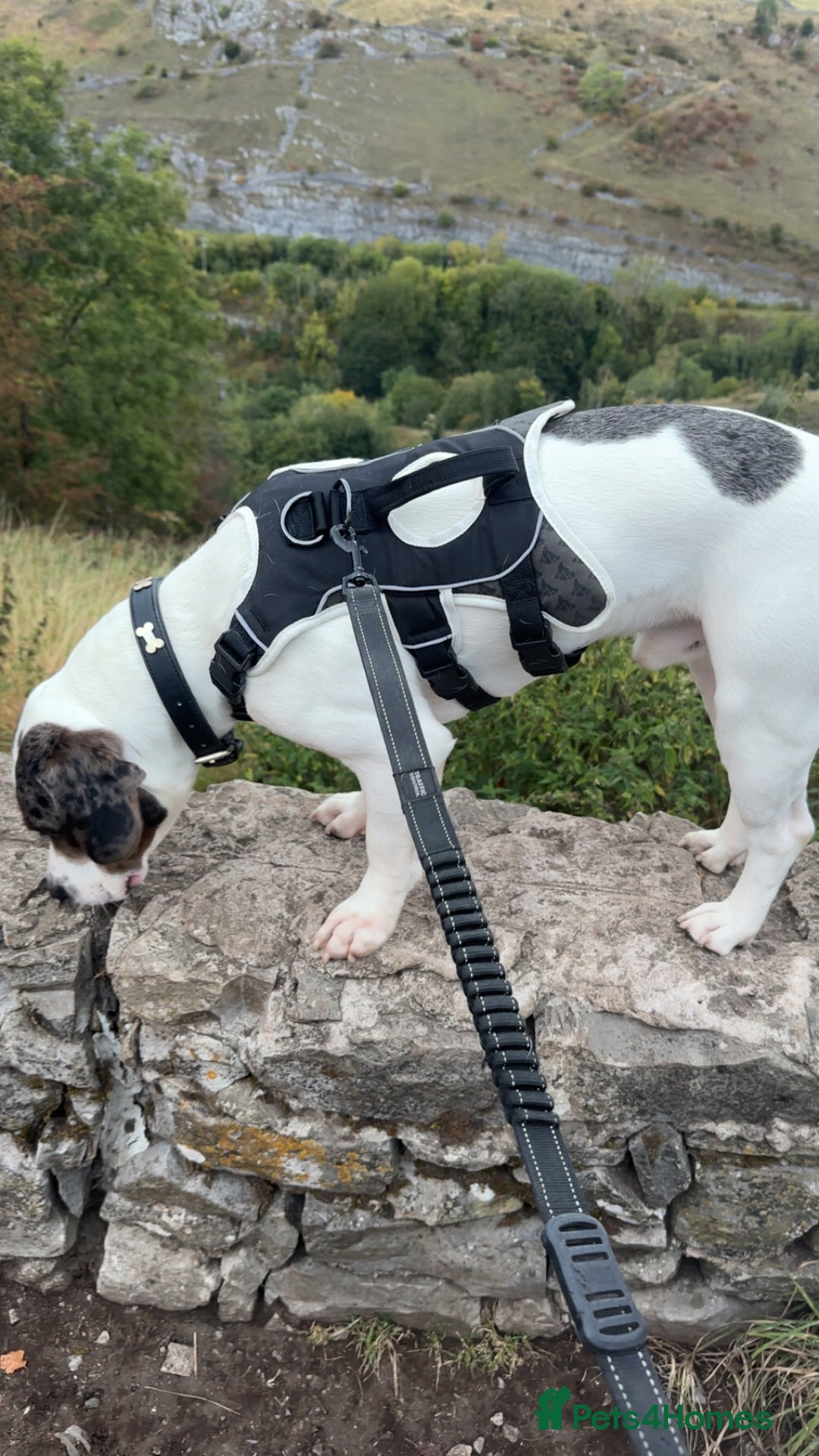Mixed Breed dogs for sale: Meet Thor  - Image 2
