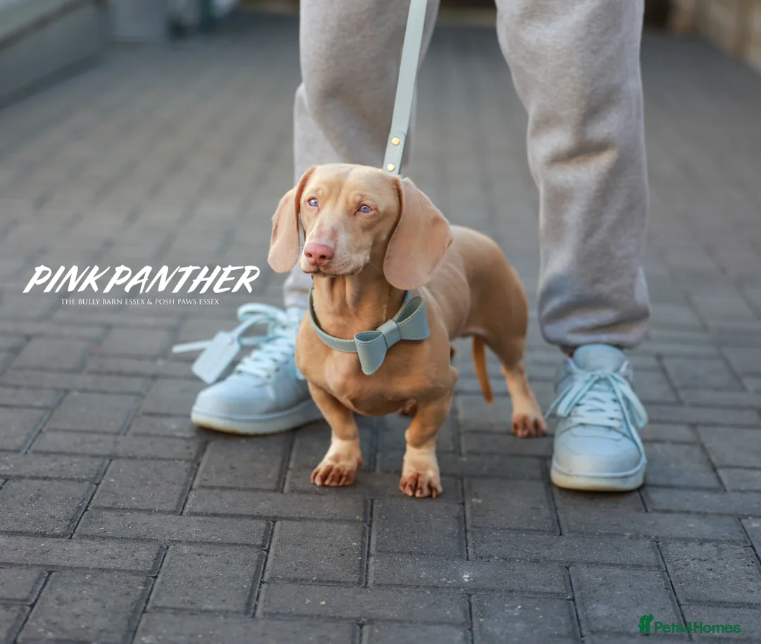 Miniature Dachshund dogs for stud: Full Pink Dachshund Stud  in Wickford - Advert 1