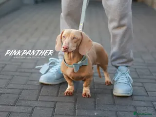 Miniature Dachshund dogs Full Pink Dachshund Stud in Wickford - Advert 2