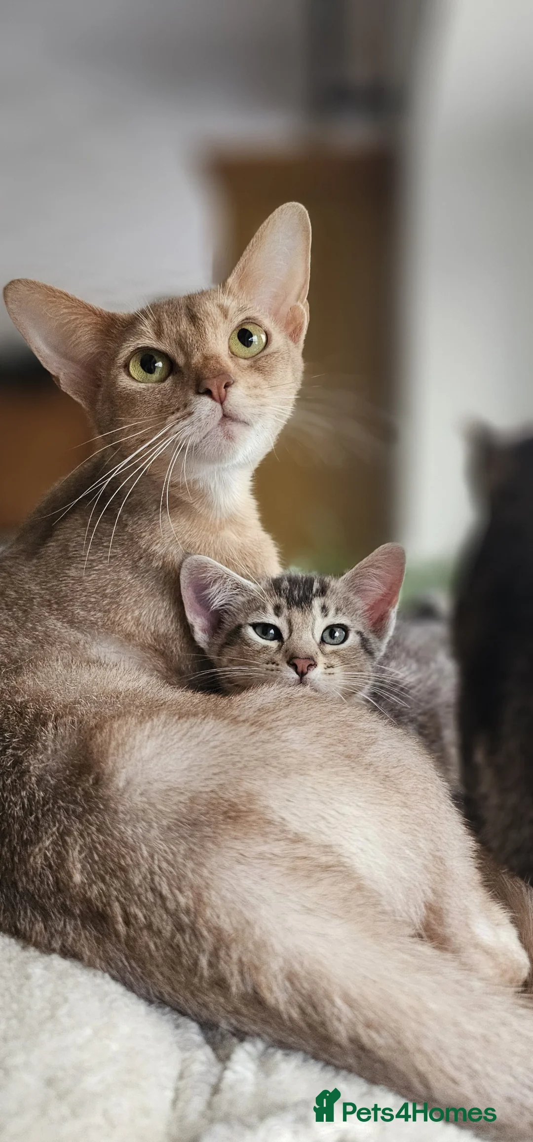 Mixed Breed cats for sale: Abesynian x Bengal. - Advert 16