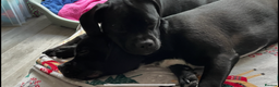 Mixed Breed dogs for sale: Ronnie and Reggie  - Advert 10