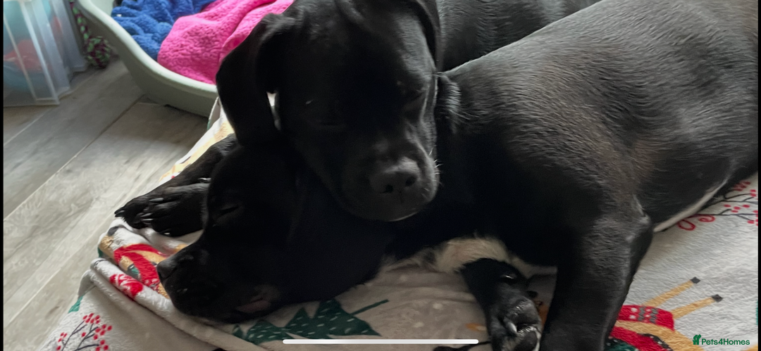 Mixed Breed dogs for sale: Ronnie and Reggie  - Advert 10