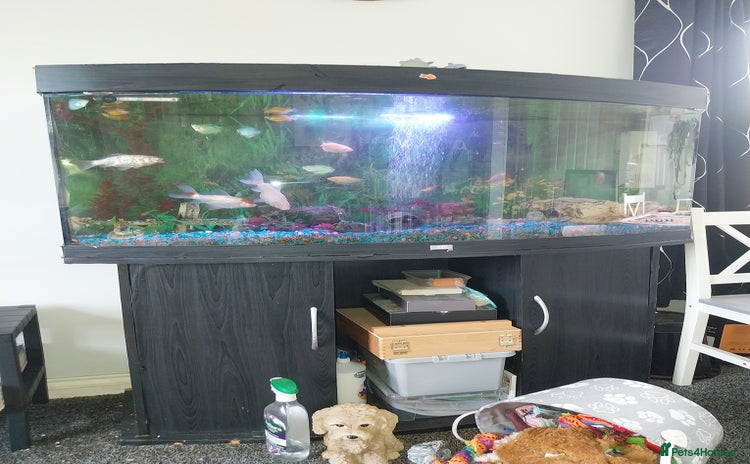 Tetras fish - Advert 1