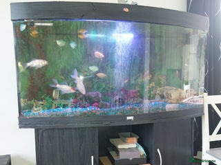 Tetras fish - Advert 4