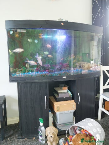 Tetras fish - Advert 3