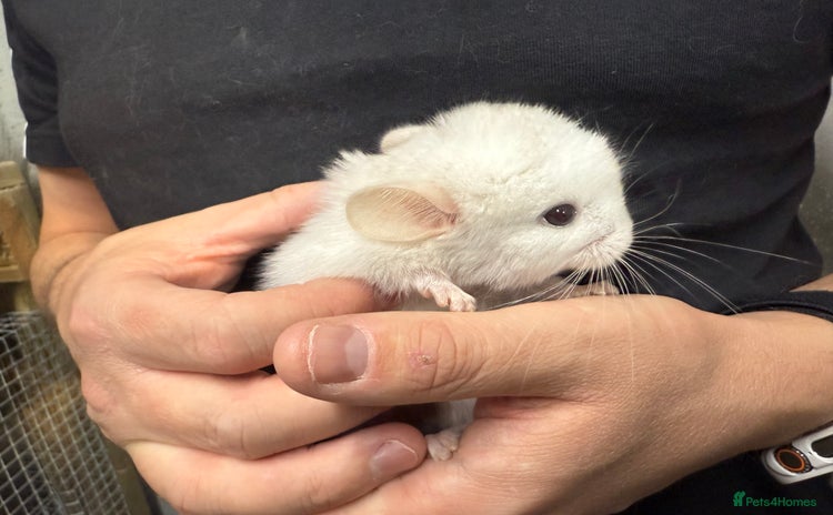 Chinchilla rodents - Advert 1