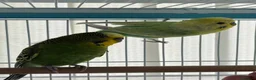 Budgerigars birds for sale: Budgies for sale bonded pair  - Advert 5