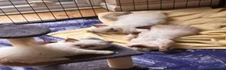 Ragdoll cats for sale: TICA registered Ragdoll Kittens - seal/blue point - Advert 4