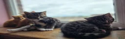 Mixed Breed cats for sale: 4 beautiful kittens 😸  - Advert 7
