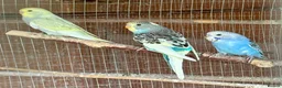 Budgerigars birds for sale: Baby Budgies for sale - Advert 8