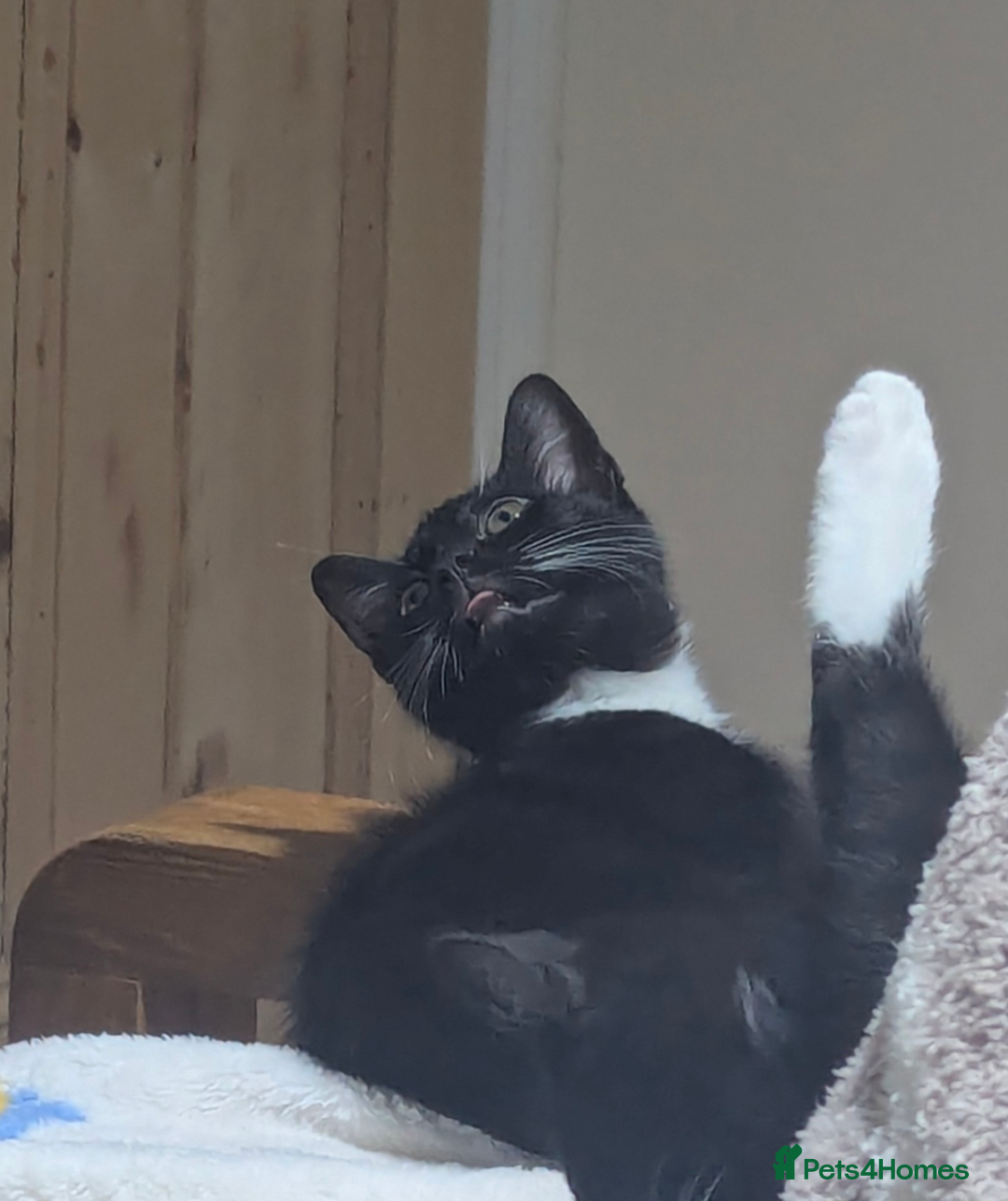 Mixed Breed cats for sale: Kitten Beau  - Image 5