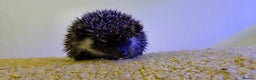 Pygmy Hedgehog rodents for sale: Males and a female pygmy hedgehogs - Advert 2