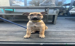 Mixed Breed dogs for sale: Only 1 females left! Stunning bullherder pups  - Advert 20