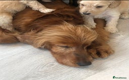 Cocker Spaniel dogs for sale: Beautiful girl - Image 8