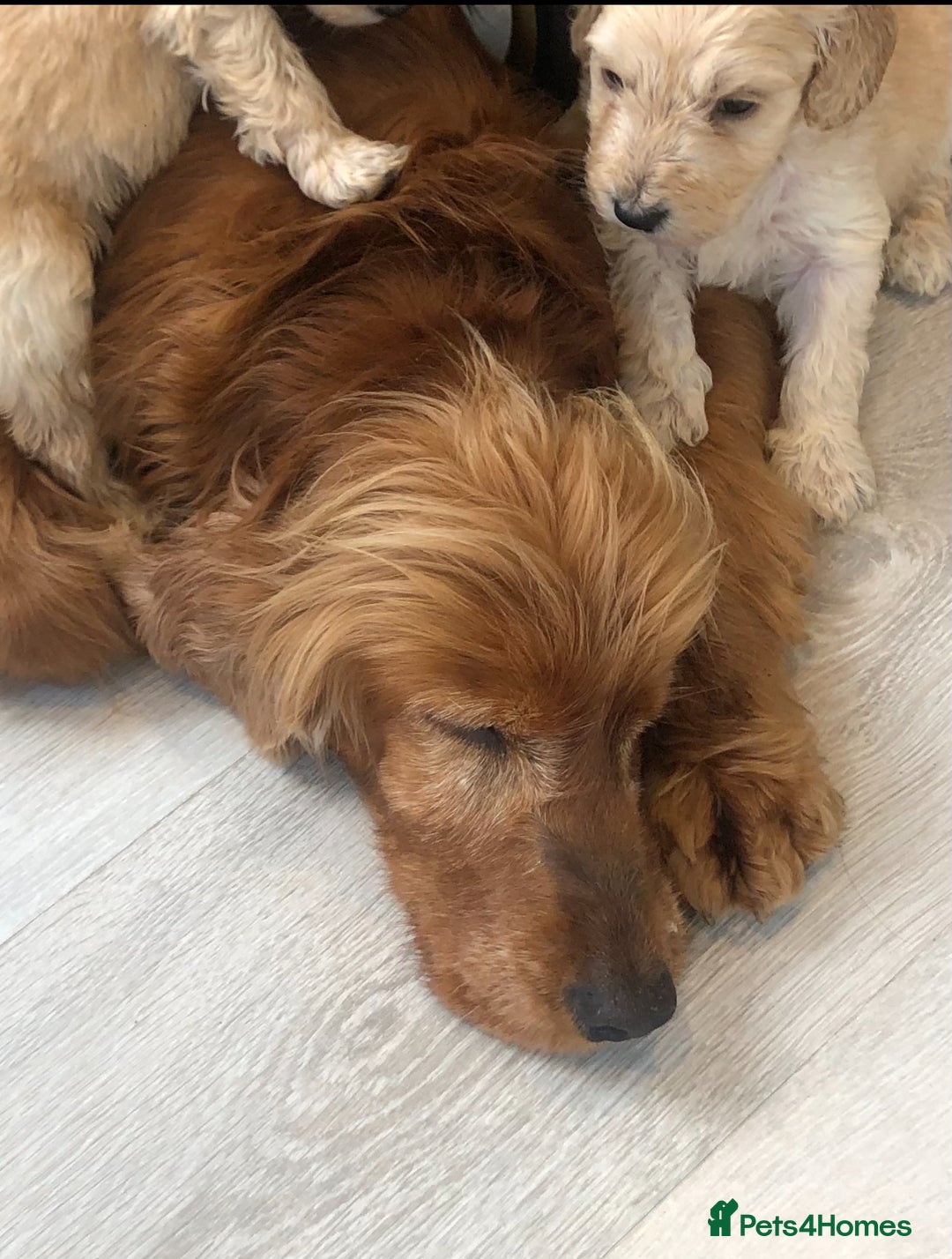 Cocker Spaniel dogs for sale: Beautiful girl - Image 8