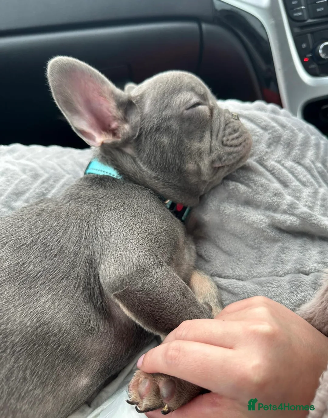 French Bulldog dogs for stud: PROVEN - Beautiful French Bulldog For Stud in Weston-super-Mare - Advert 8