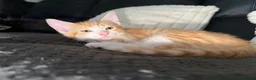 Mixed Breed cats for sale: Kittens DESPERATELY looking for their new homes🐾 in Alexandria - Advert 3