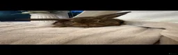 Mini Lion Lop rabbits for sale: Beautiful mini lion lop baby bunny rabbits  - Advert 4