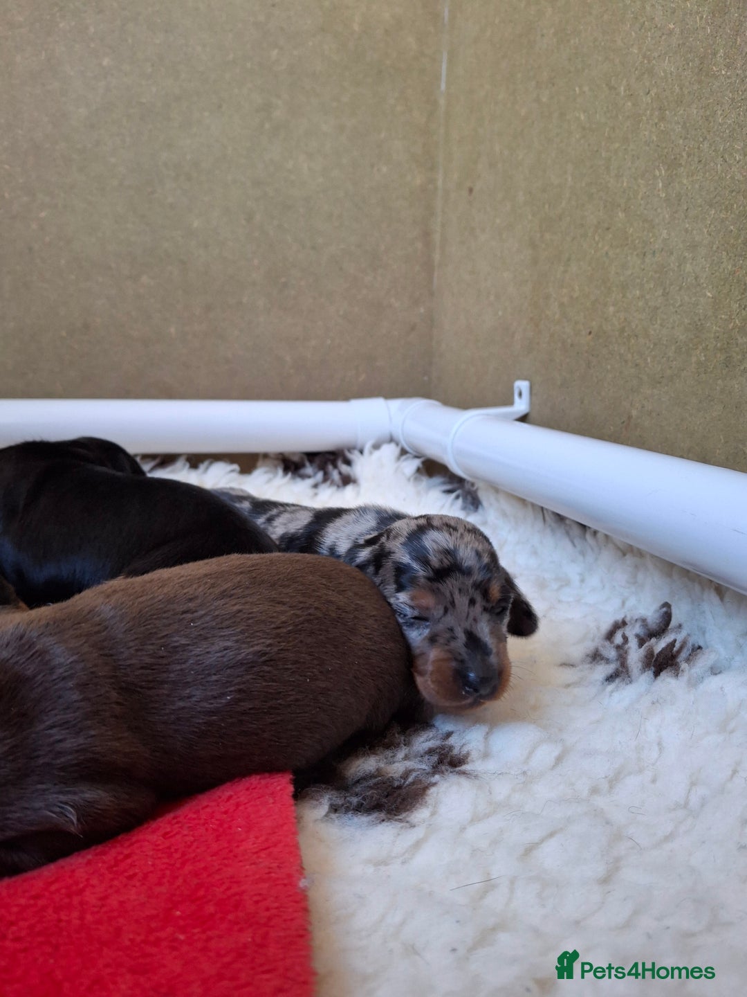 Miniature Dachshund dogs for sale: 🐾❤️ KC Reg Smooth Haired Miniature Dachshunds  - Advert 9