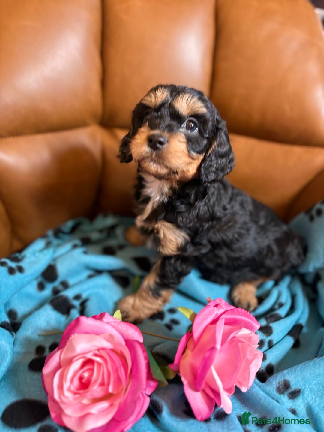 Cavapoo dogs for sale: Ruby &black n tan boys and girls  - Image 16