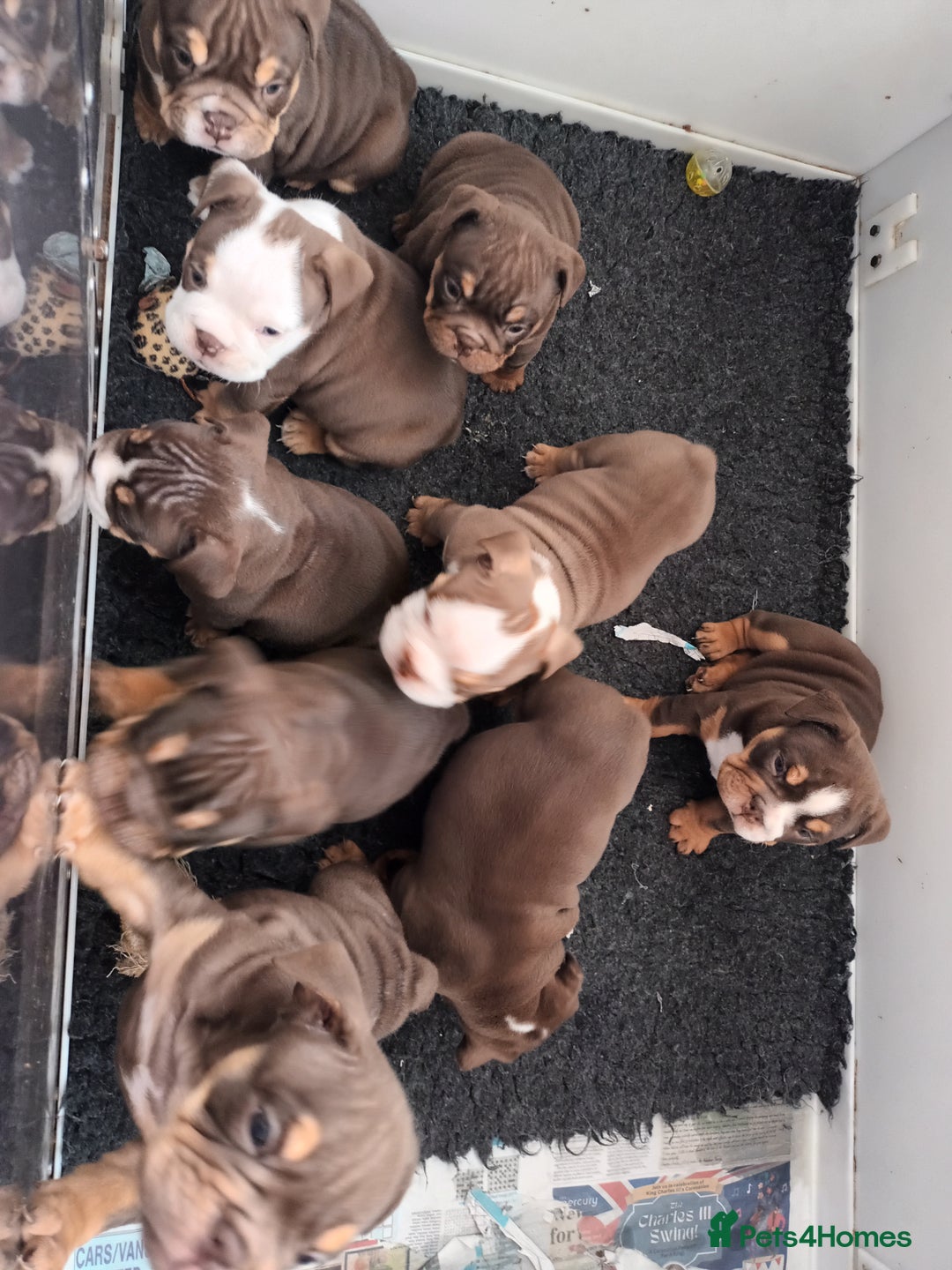 English Bulldog dogs for stud: Dog for stud in Dagenham - Advert 6