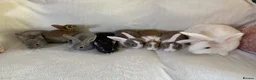 Rex rabbits for sale: Baby Rex’s  - Advert 5