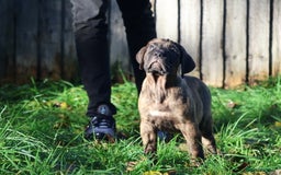 Presa Canario dogs for sale: Presa canario puppies (recognised breeder) - Image 19