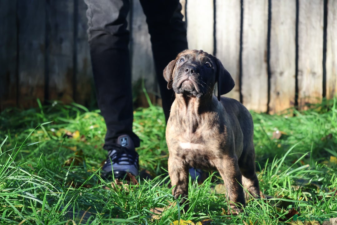 Presa Canario dogs for sale: Presa canario puppies (recognised breeder) - Image 19