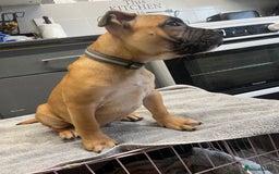 Staffordshire Bull Terrier dogs for sale: Beautiful Staffy pups  in Shrewsbury - Image 6