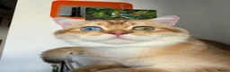 British Shorthair cats for sale: GCCF reg BSH Lilac, Blue, Chocolate Golden Kittens - Advert 25