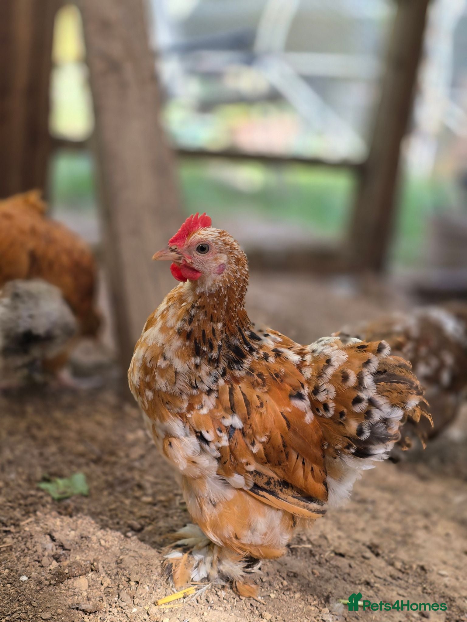Chickens poultry Millefleur Pekin Cockerels  - Advert 3