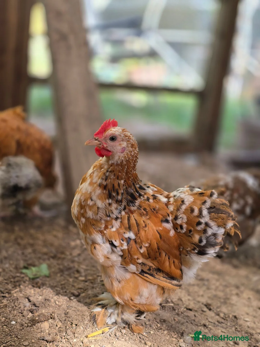 Chickens poultry for sale: Millefleur Pekin Cockerels  in Okehampton - Advert 1