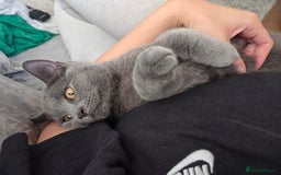British Shorthair cats for sale: ☆ 6month male british shorthair kitten ☆ - Advert 12