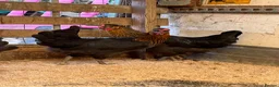 Chickens poultry for sale: Point of lay Easter egg layers ( rainbow eggs ) - Advert 3