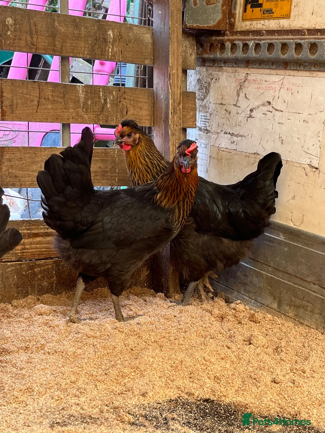 Chickens poultry for sale: Point of lay Easter egg layers ( rainbow eggs ) - Advert 3
