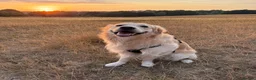 Golden Retriever dogs for stud: 2-year old Golden Retriever for Stud  in Halstead - Advert 4