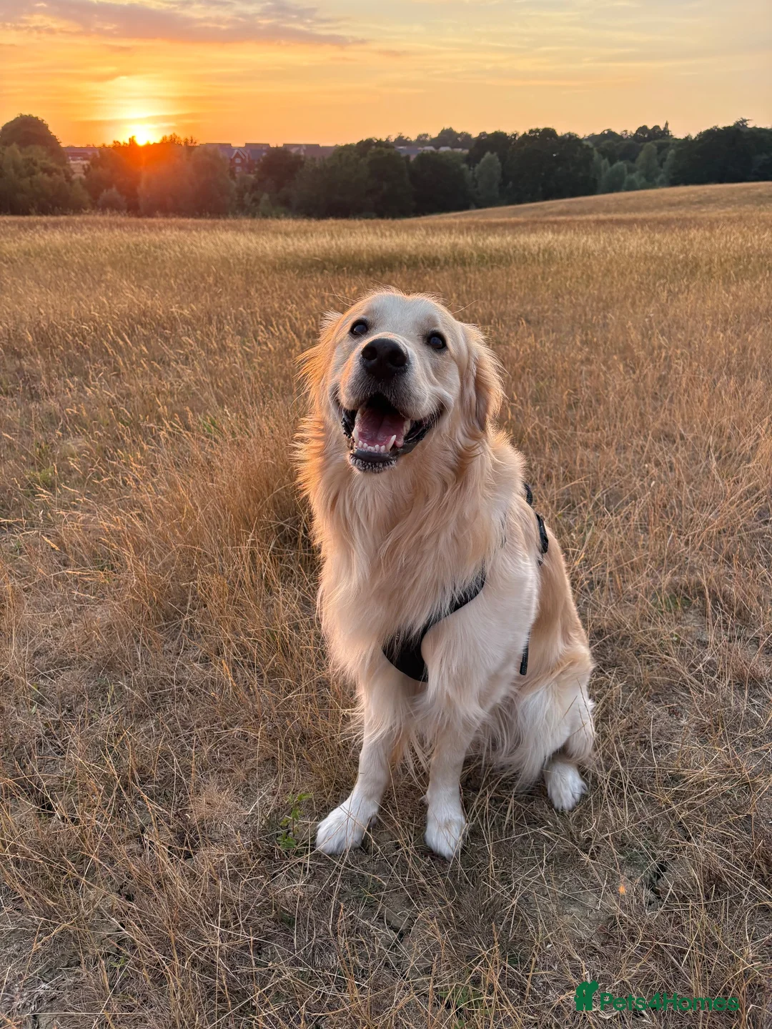 Golden Retriever dogs for stud: 2-year old Golden Retriever for Stud  in Halstead - Advert 4