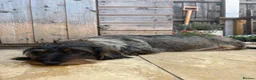 Dachshund dogs for sale: ✨Health tested, KC reg true standard wirehairs✨  - Advert 9