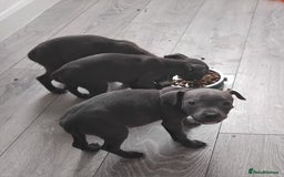 Staffordshire Bull Terrier dogs for sale: Blue Staff Puppies - Image 11