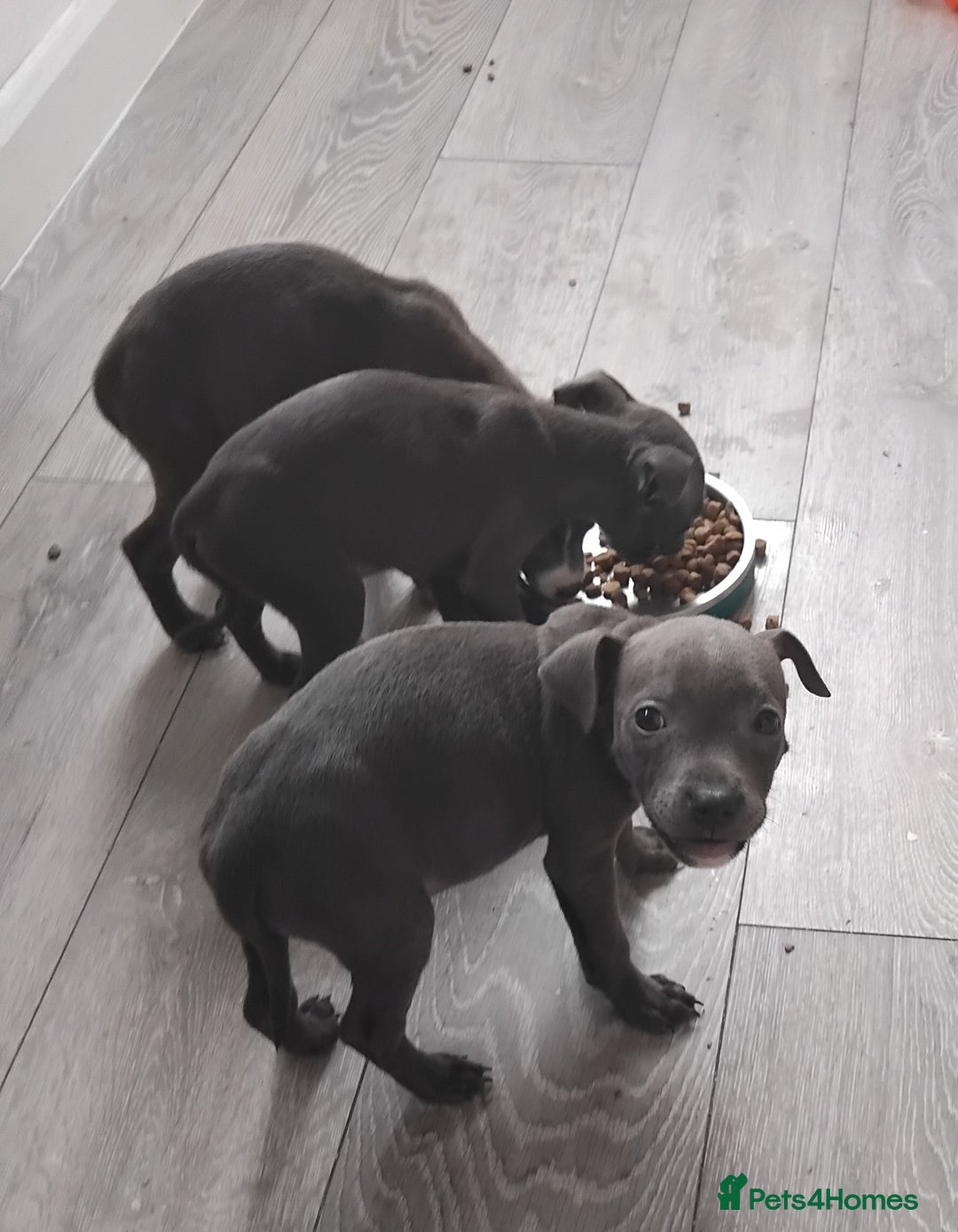 Staffordshire Bull Terrier dogs for sale: Blue Staff Puppies - Image 11