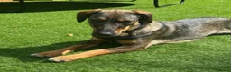 Mixed Breed dogs for adoption: Misty (Shepherd/Hound mix) in Bushey - Advert 8