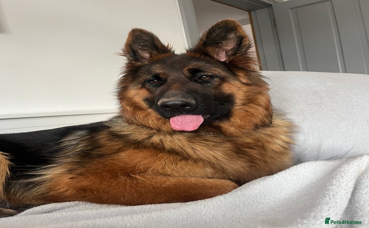 German Shepherd dogs - Advert 5