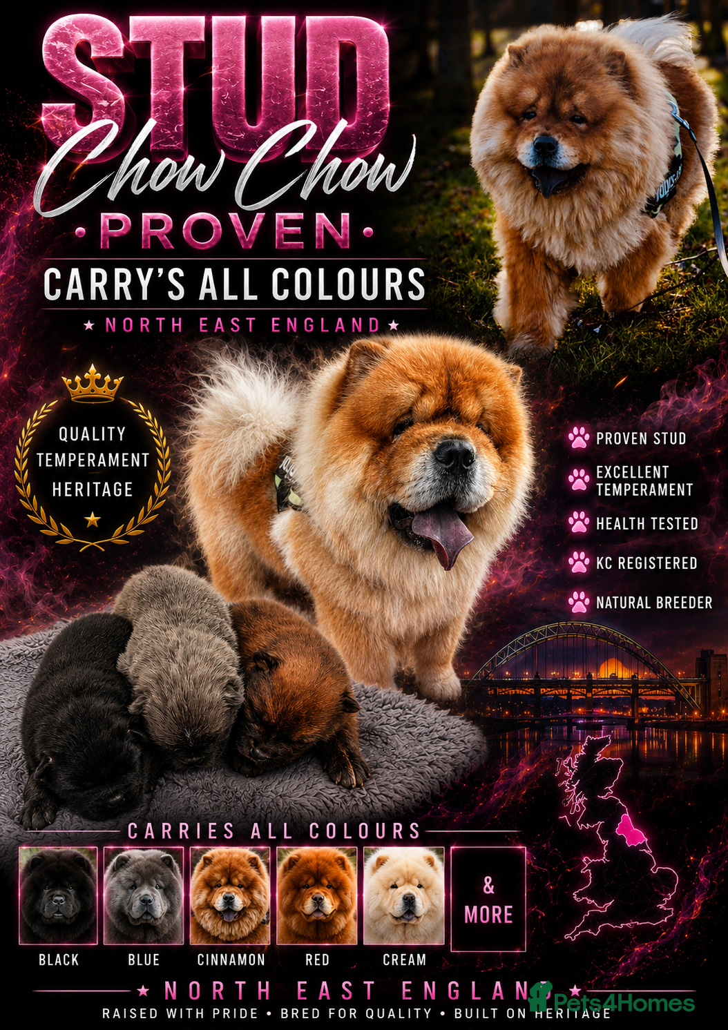Chow Chow dogs Chow chow stud  - Advert 2