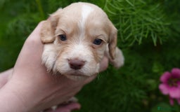 Cocker Spaniel dogs for sale: 4 male KC working cocker spaniel puppies - Image 13